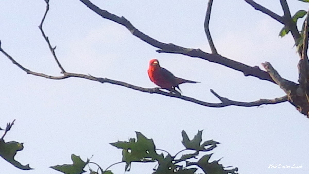 rødpiranga - ML644865760