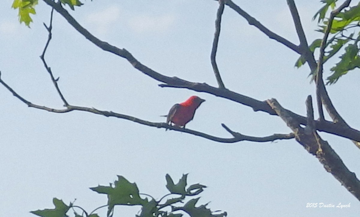 rødpiranga - ML644865762