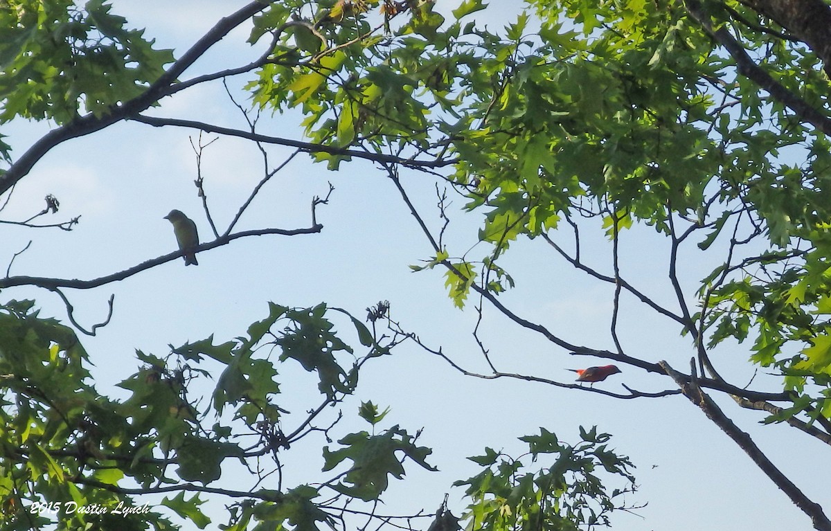 rødpiranga - ML644865766