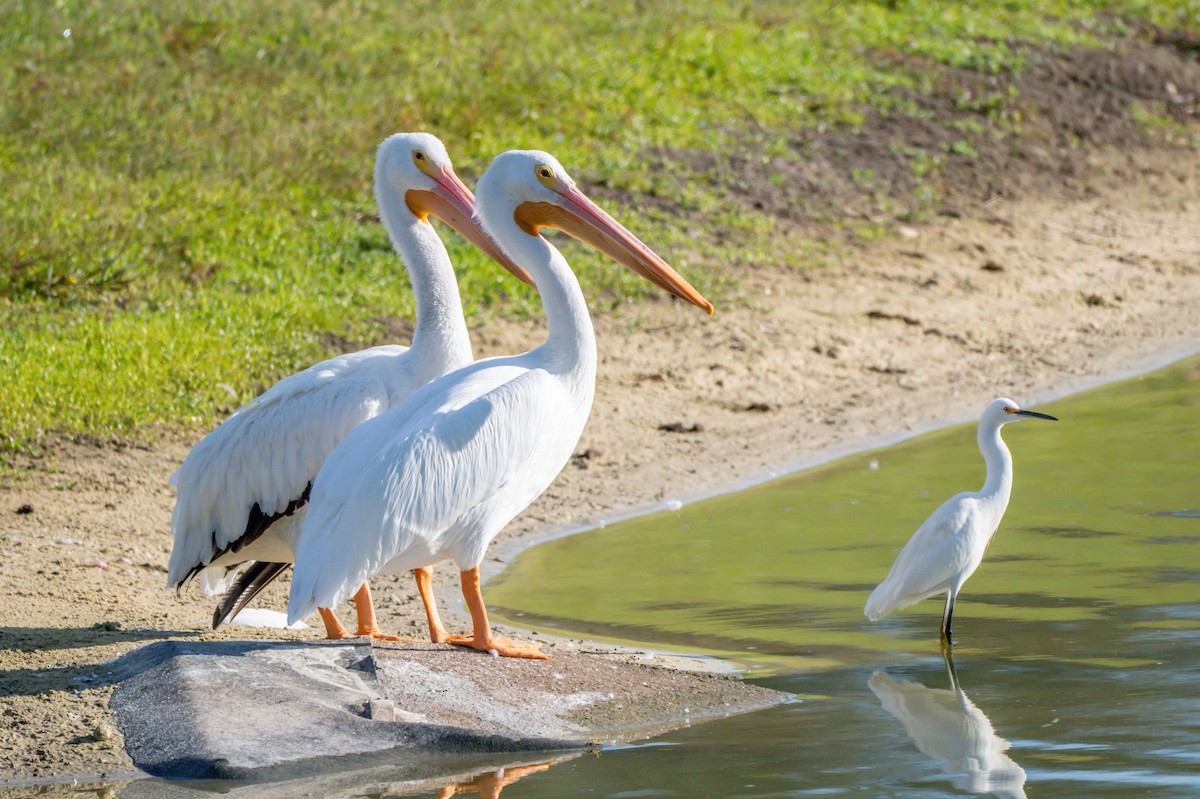 American White Pelican - ML644865767
