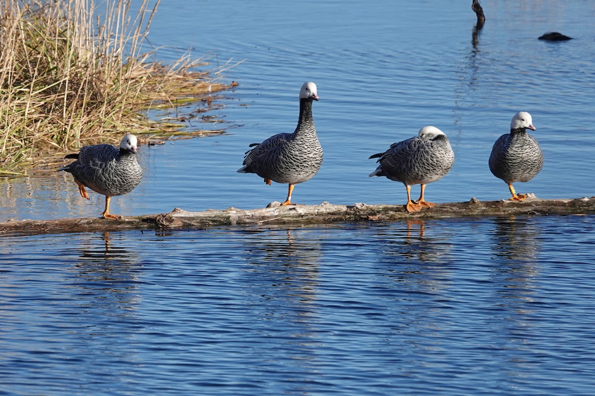 Emperor Goose - ML644865777