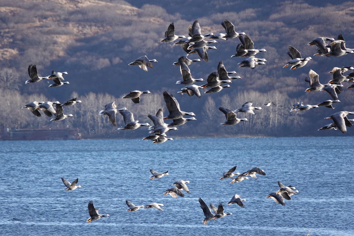 Emperor Goose - ML644865778