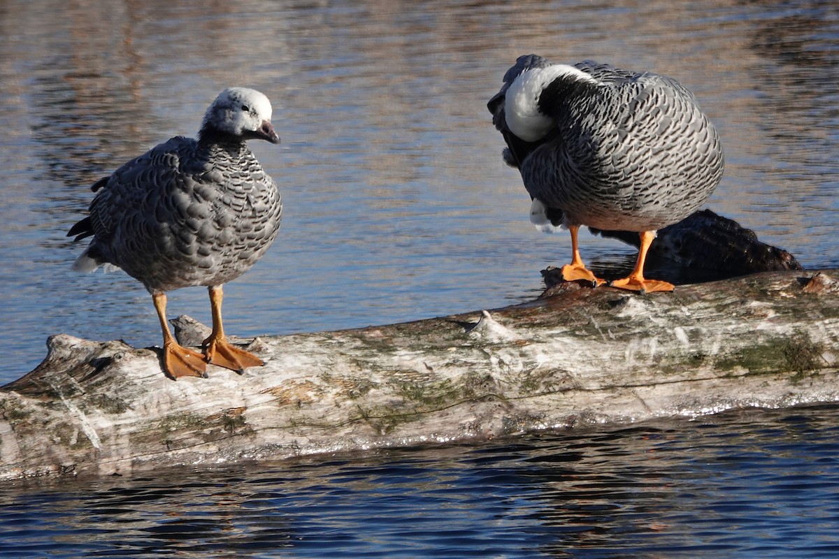 Emperor Goose - ML644865779