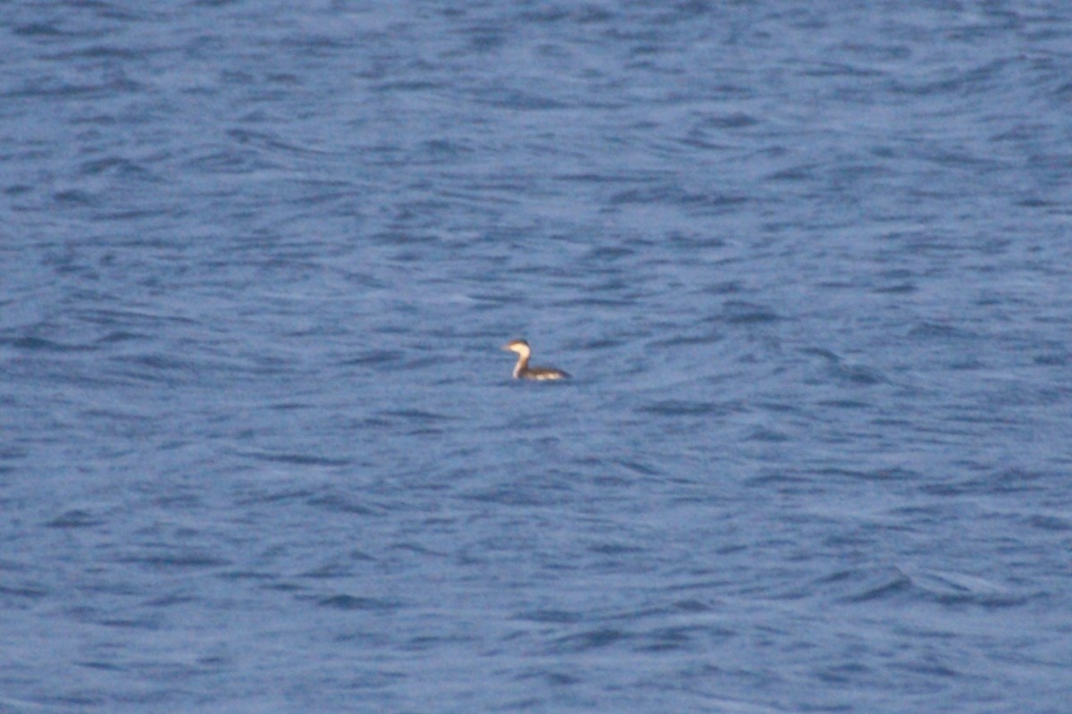 Horned Grebe - ML644865782
