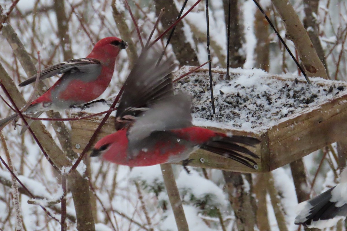 Pine Grosbeak - ML644865812