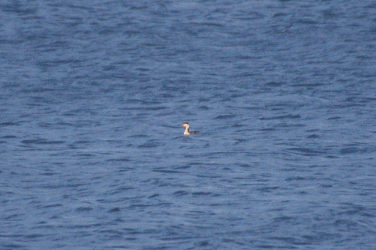 Horned Grebe - ML644865816