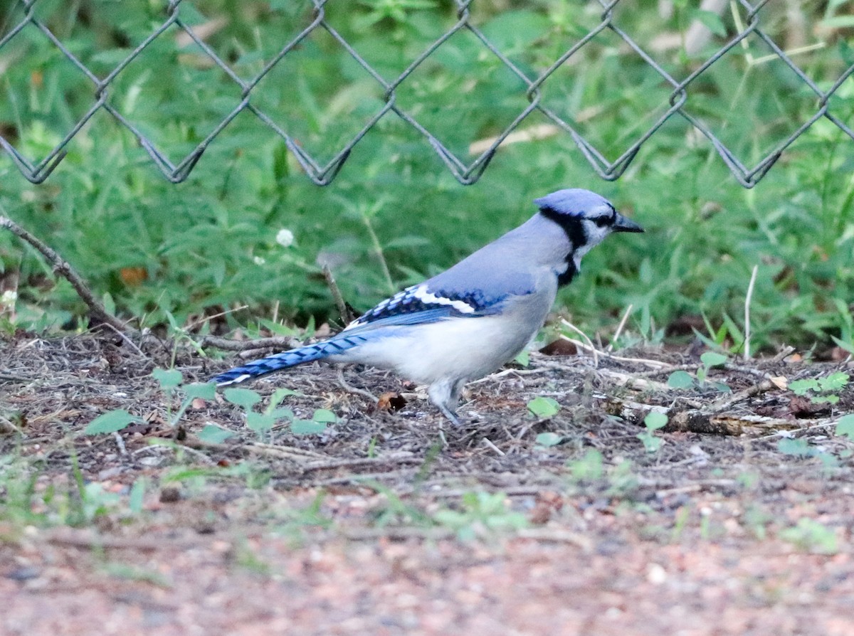 Geai bleu - ML644865832