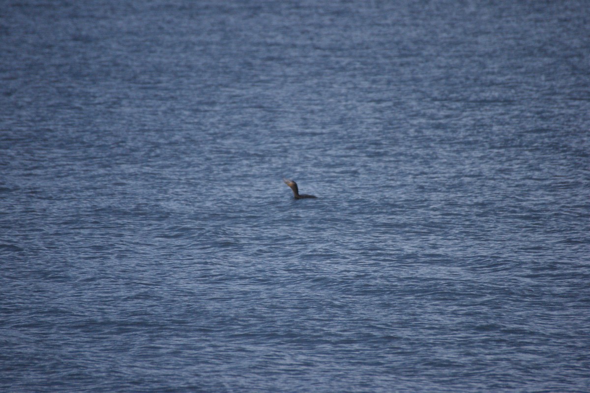 Great Cormorant - ML644865849