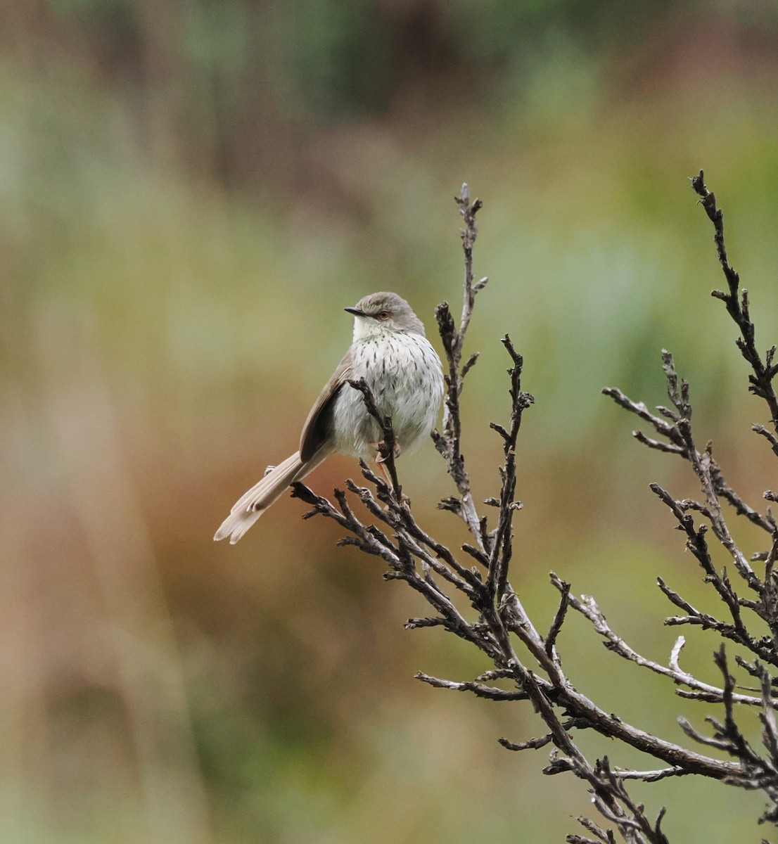 Drakensberg Prinia - ML644865855