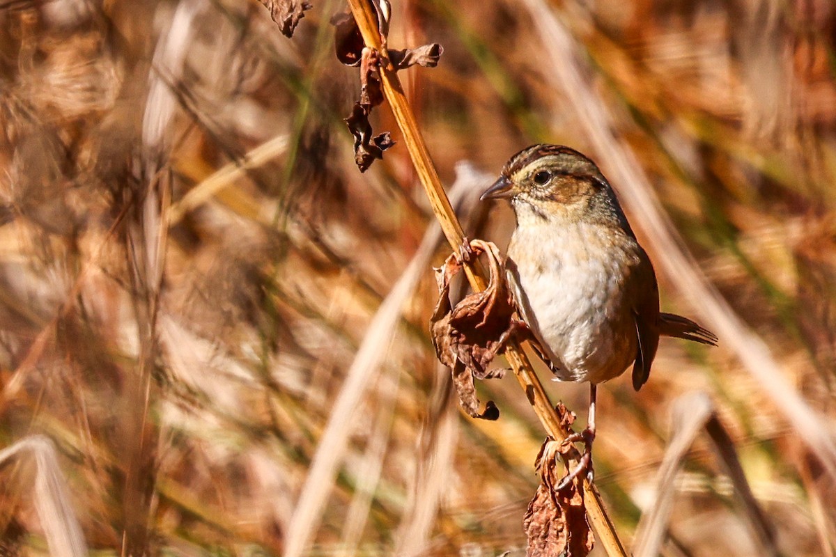 Swamp Sparrow - ML644865856