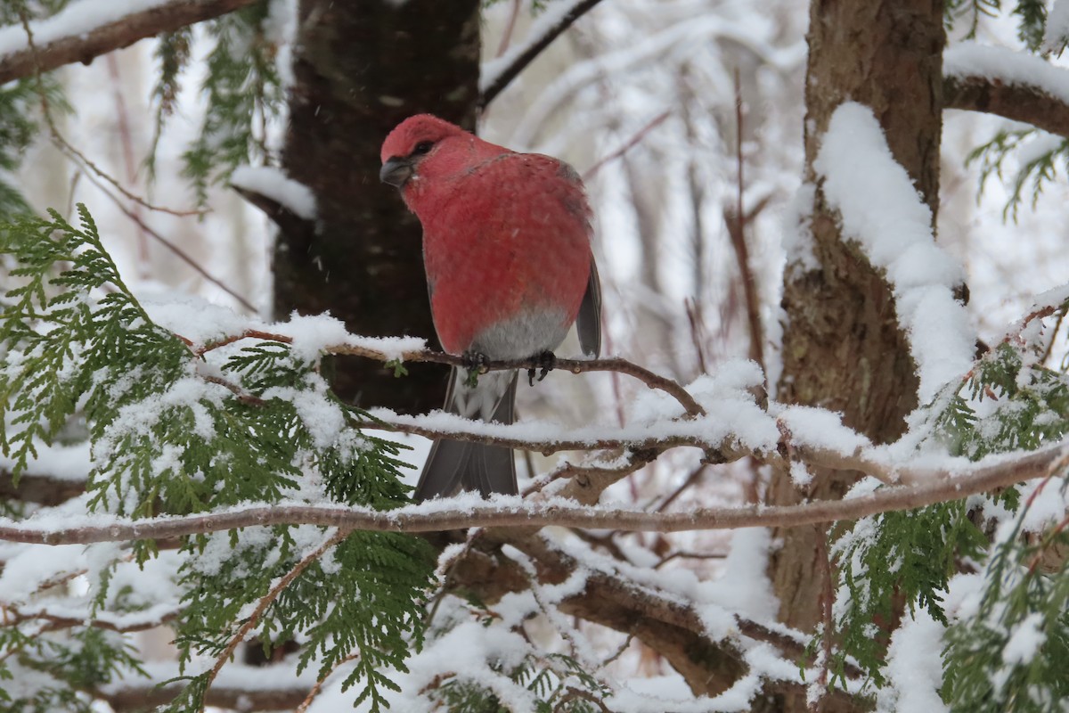 Pine Grosbeak - ML644865869