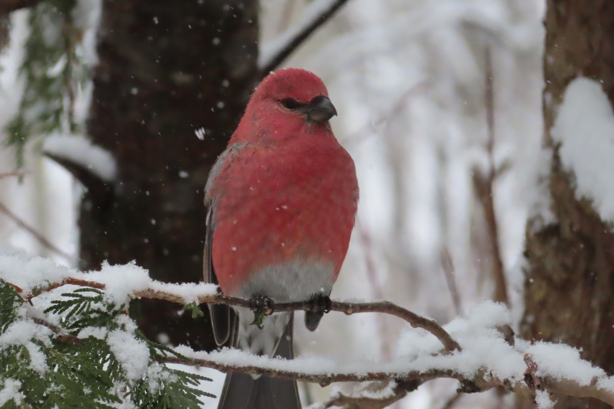 Pine Grosbeak - ML644865877