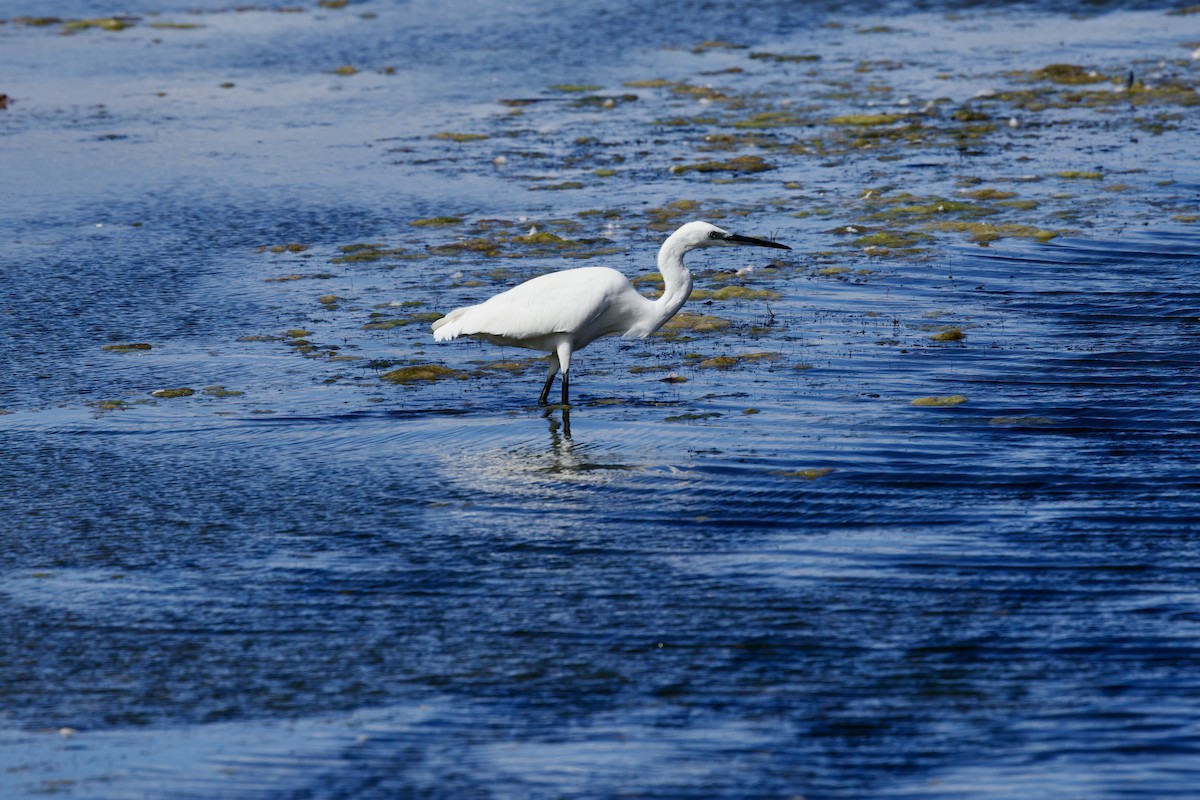 Seidenreiher - ML644865881