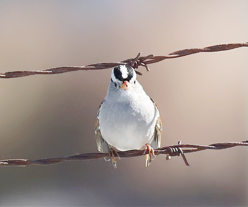 hvitkronespurv - ML644865883