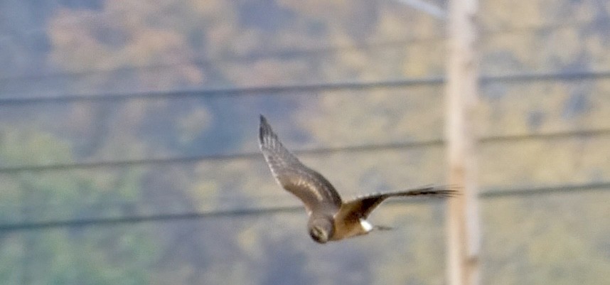 Американский лунь - ML644865886