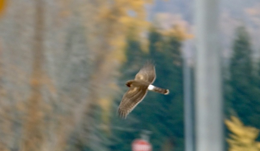 Американский лунь - ML644865887