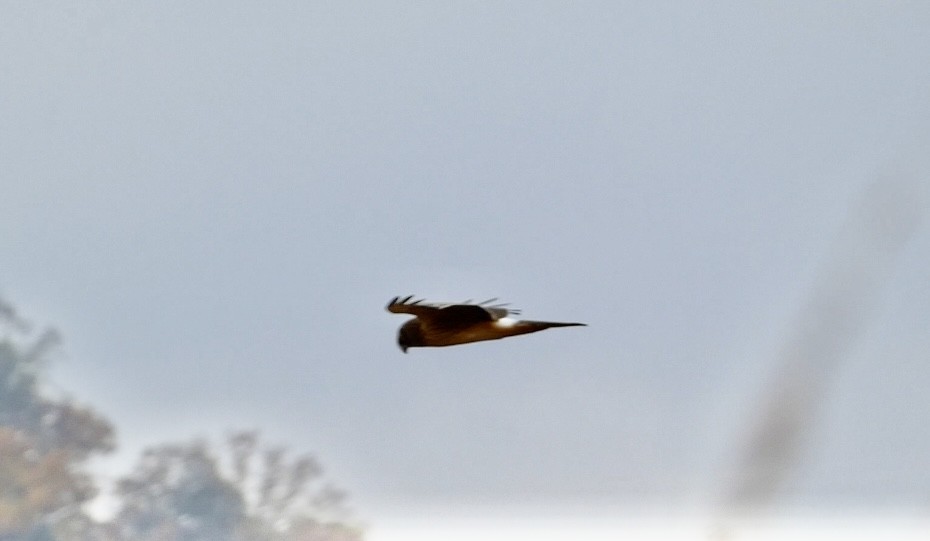 Американский лунь - ML644865888