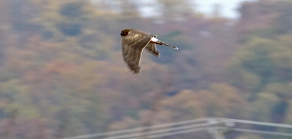 Американский лунь - ML644865889