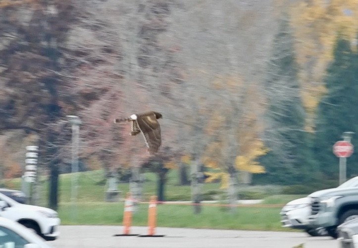 Американский лунь - ML644865890