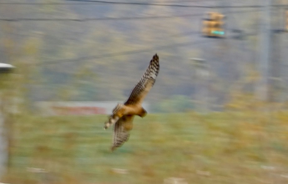 Американский лунь - ML644865891