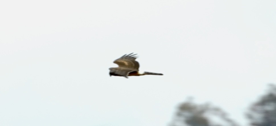 Американский лунь - ML644865892