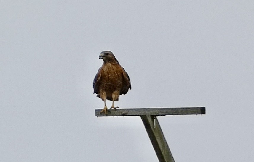 Red-shouldered Hawk - ML644865899
