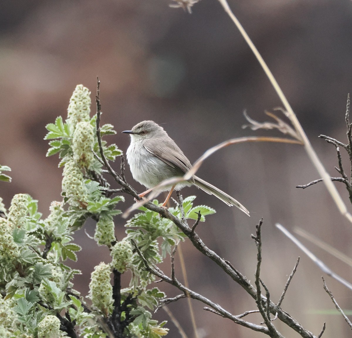 Drakensberg Prinia - ML644865902