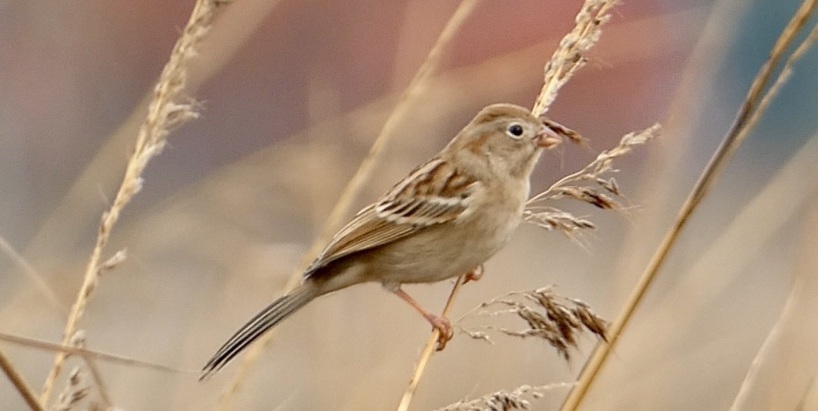 Field Sparrow - ML644865905