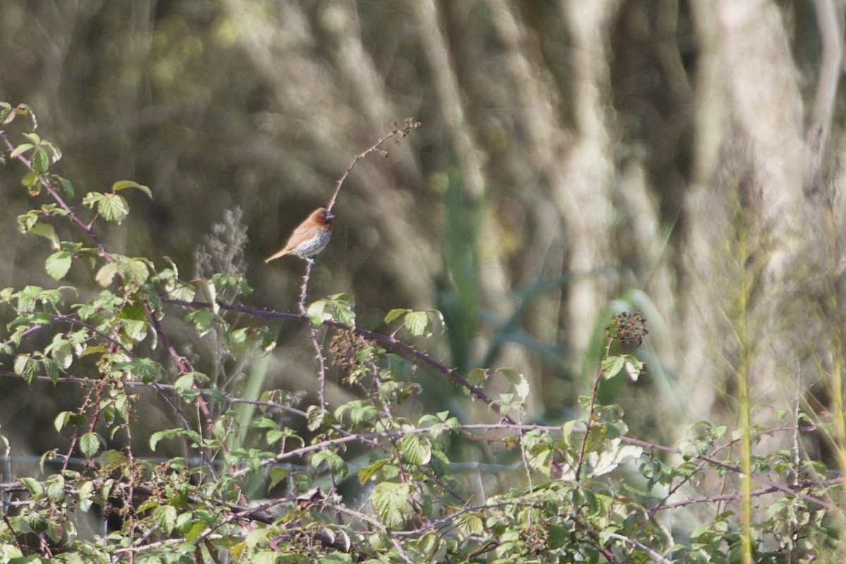 Scaly-breasted Munia - ML644865906