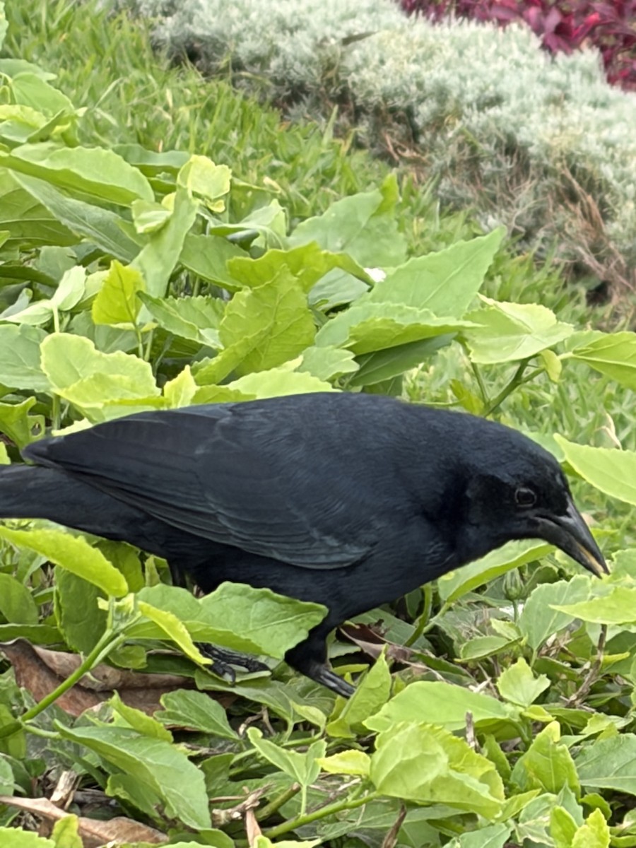 Scrub Blackbird - ML644865907