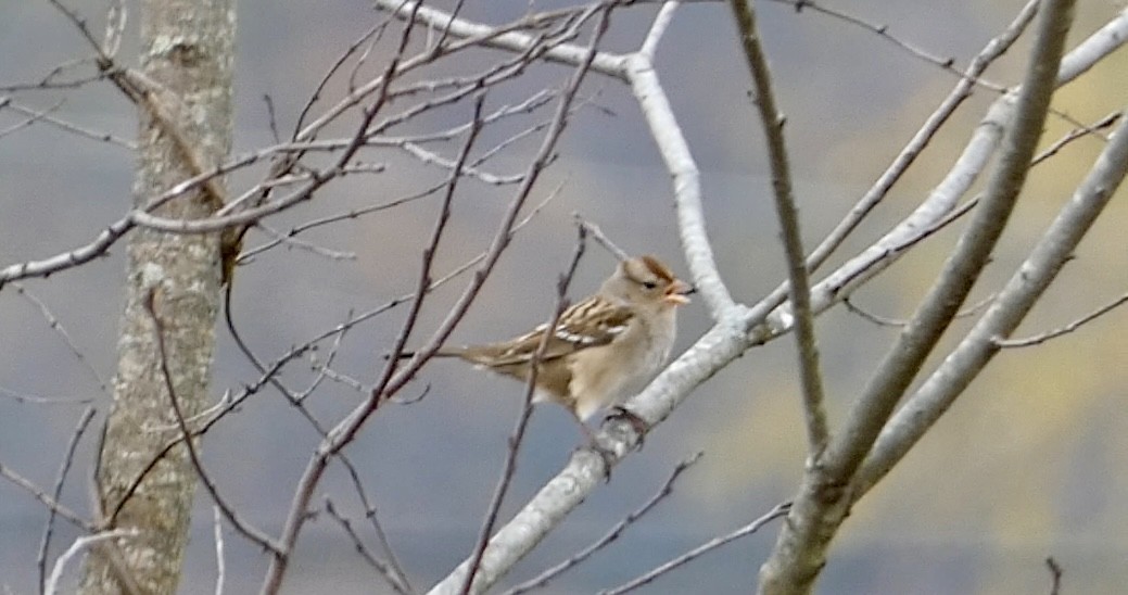 hvitkronespurv - ML644865914