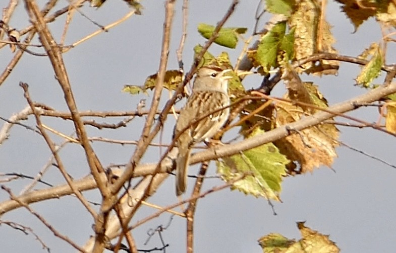 hvitkronespurv - ML644865915