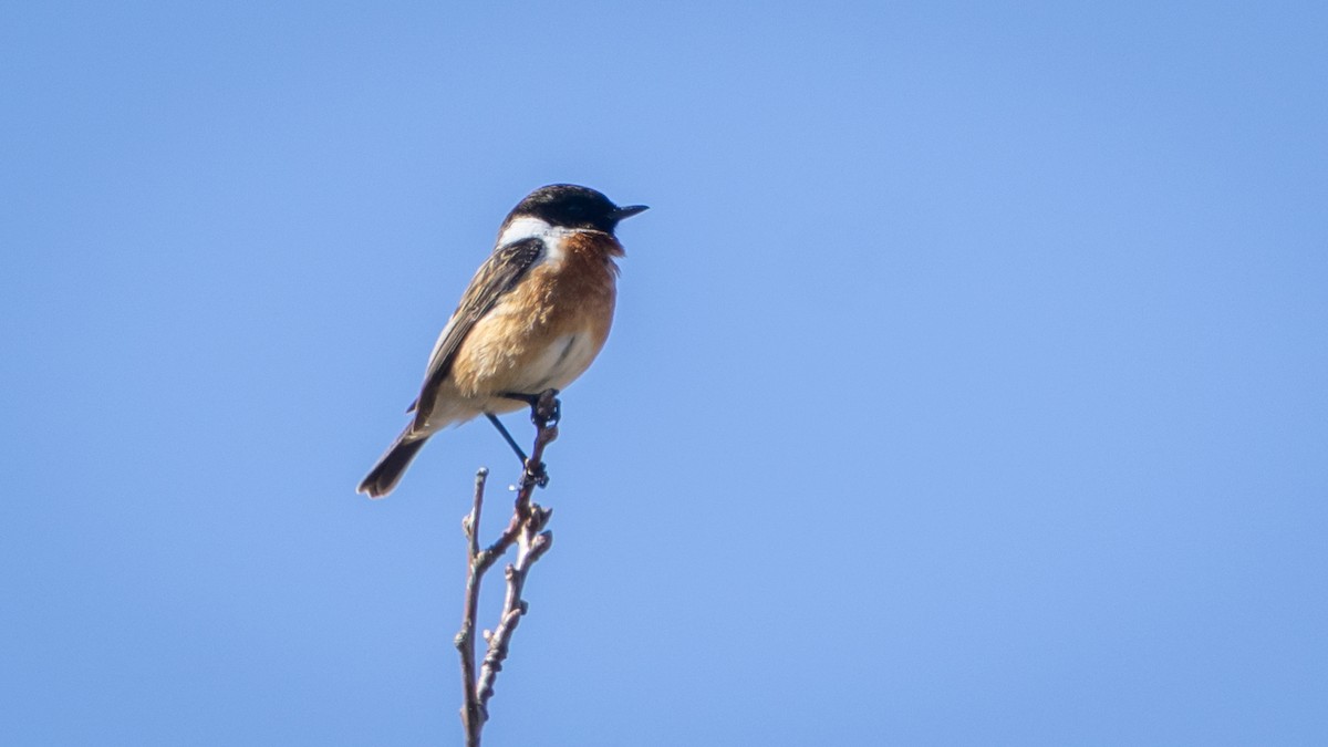 European Stonechat - ML644865916
