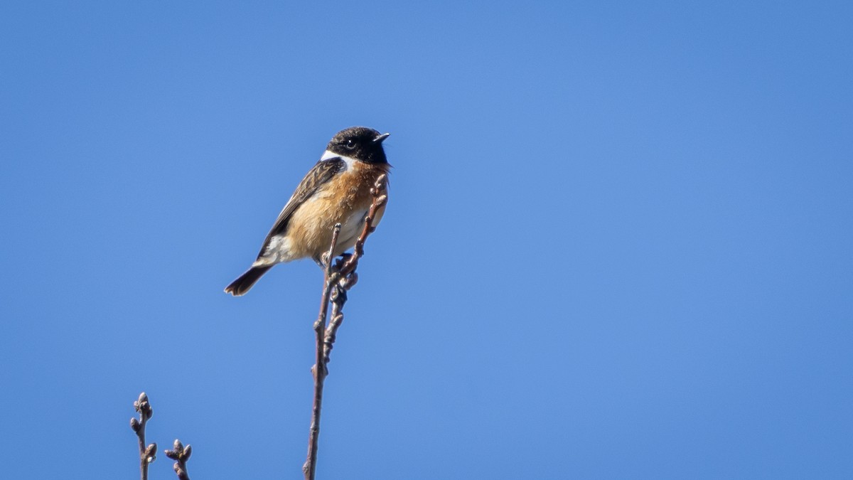 European Stonechat - ML644865917