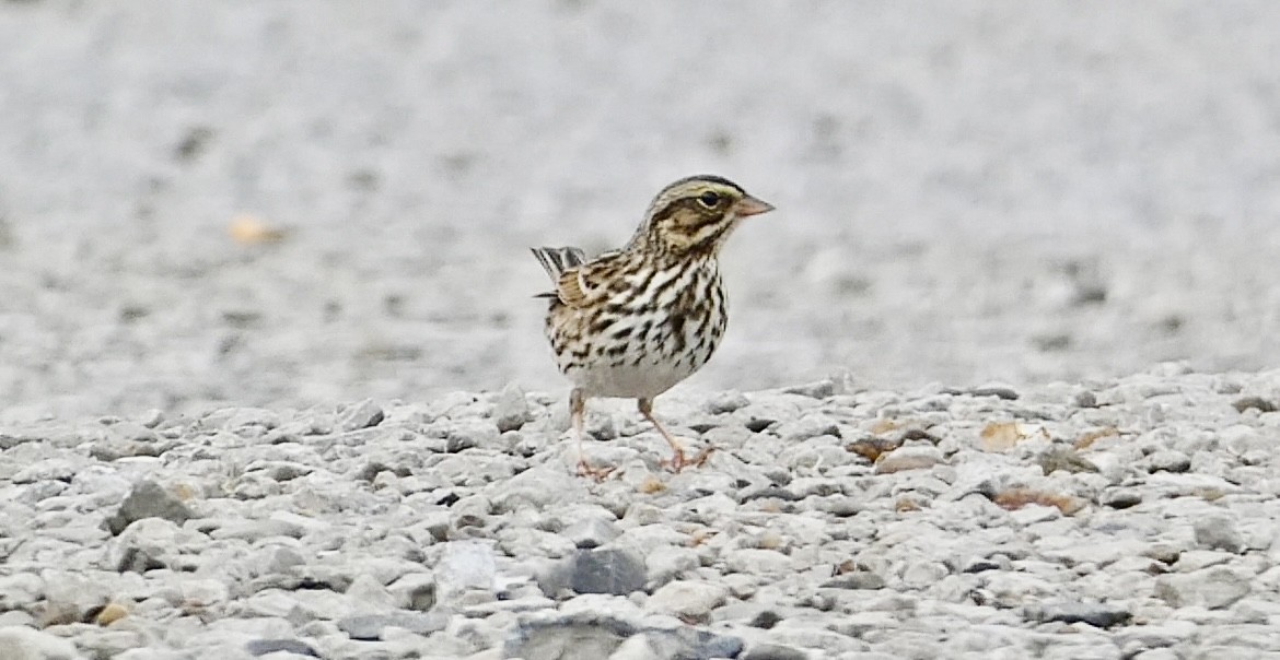 Savannah Sparrow - ML644865922
