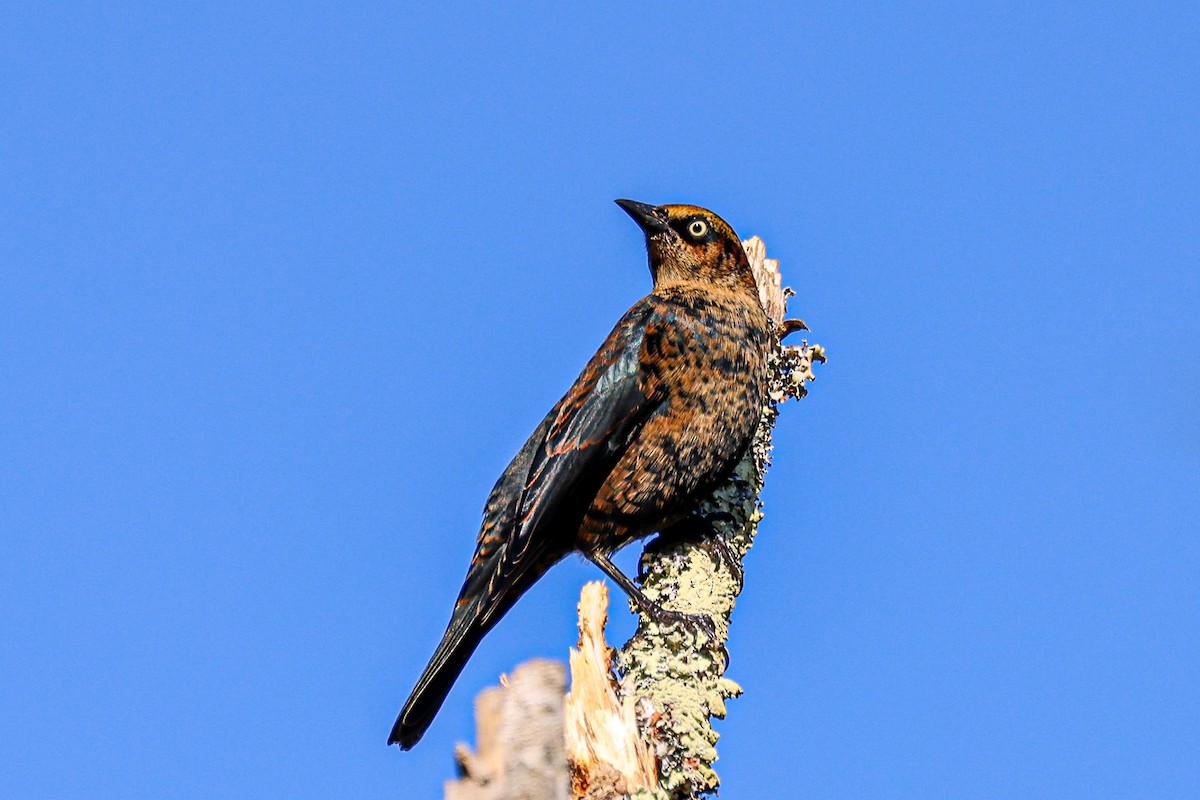 Rusty Blackbird - ML644865926