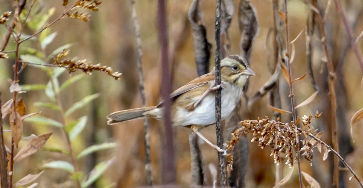 Swamp Sparrow - ML644865927