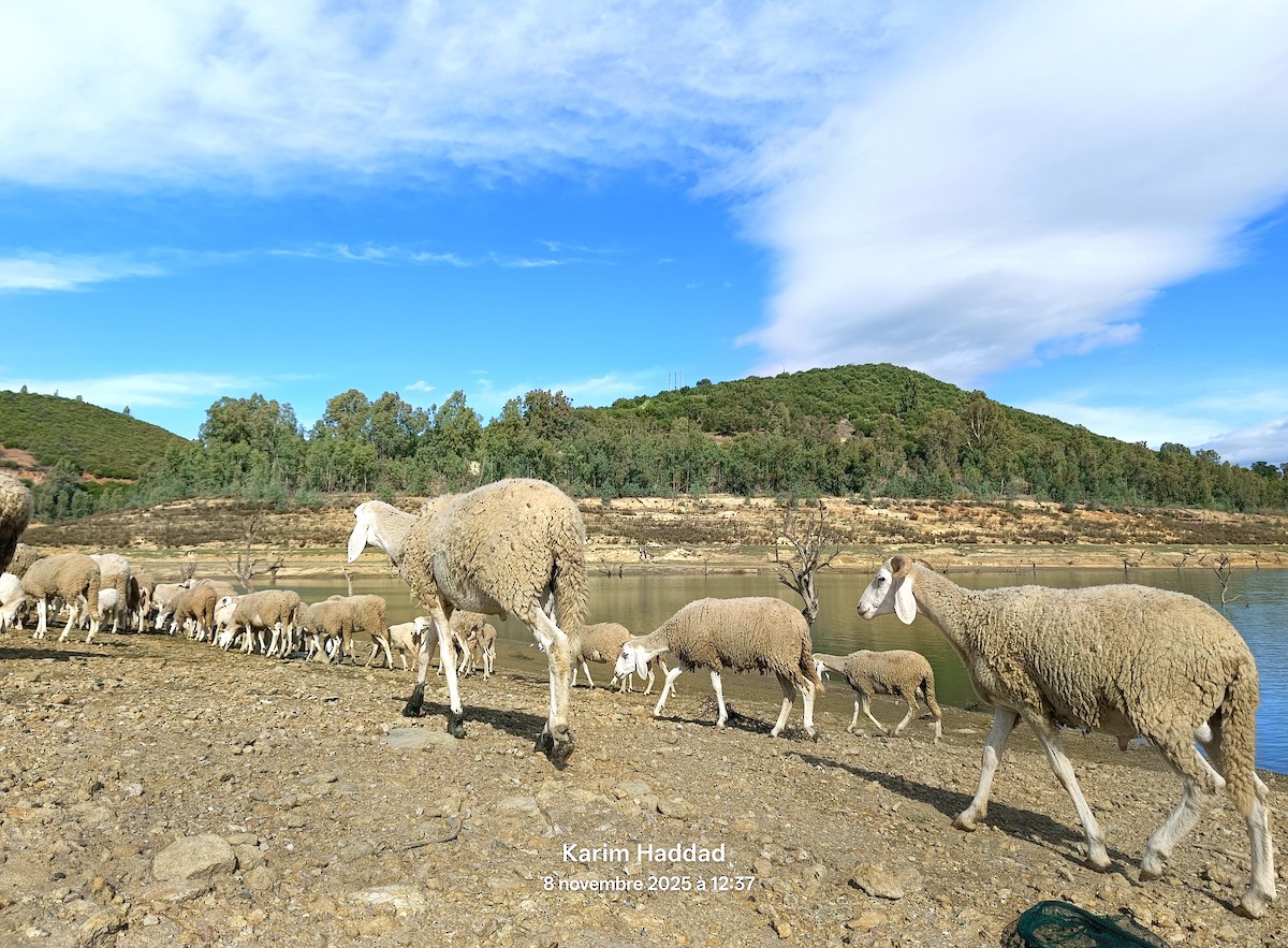 Mammals - ML644865928