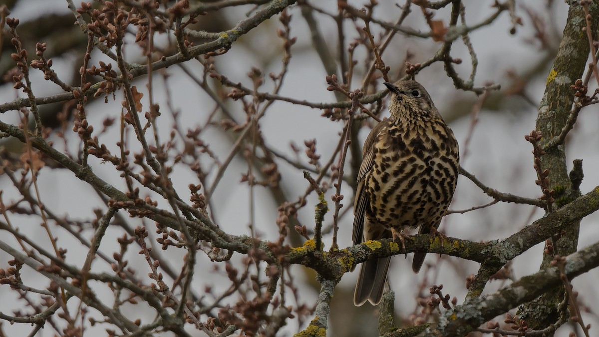 drozd brávník - ML644865933