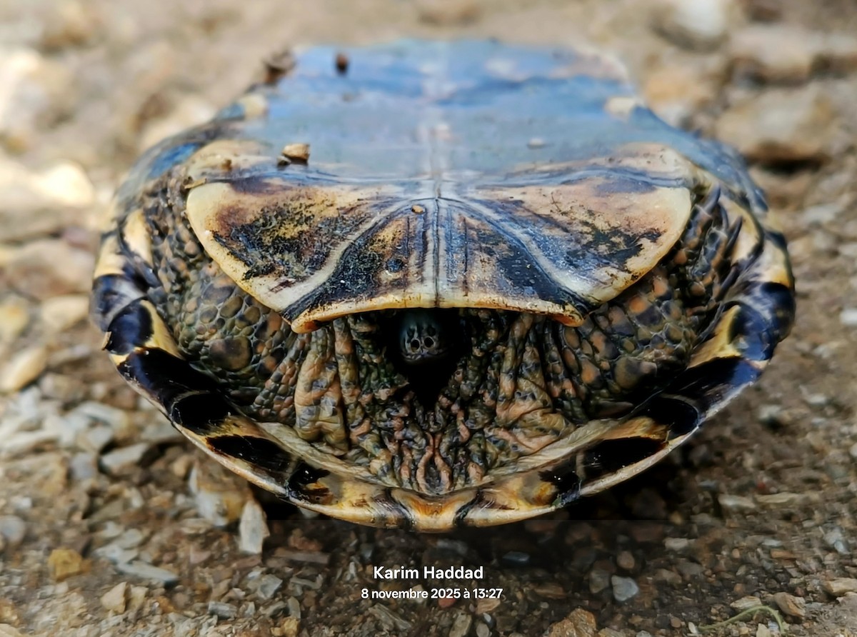 Amphibians - ML644865968