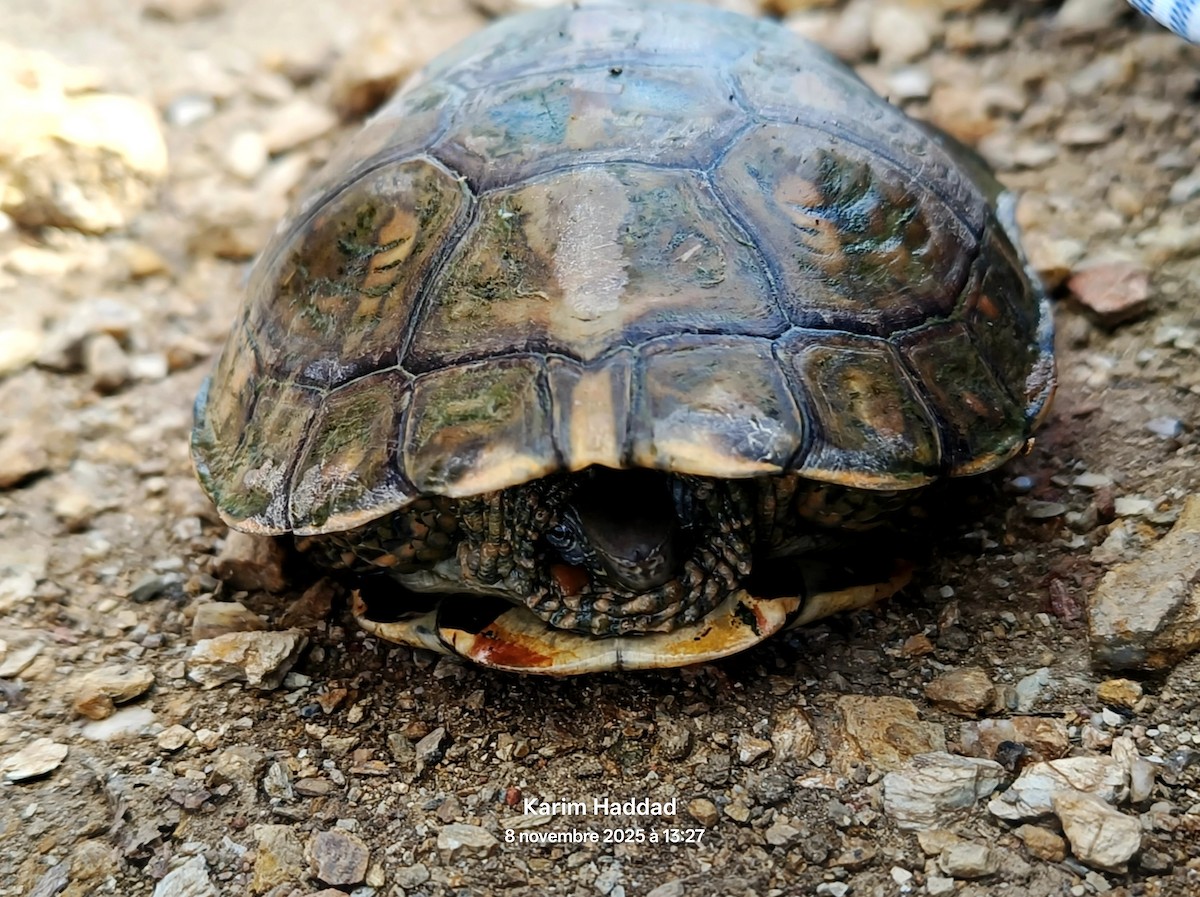 Amphibians - ML644865970