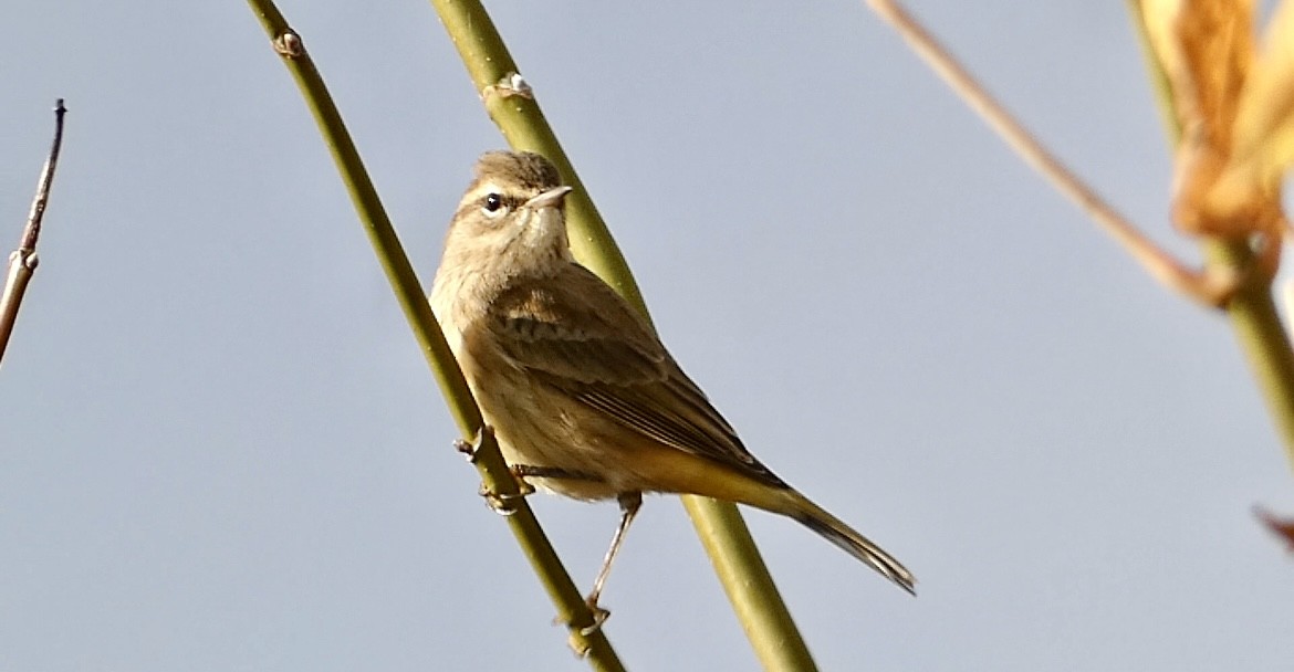 Palm Warbler - ML644865991