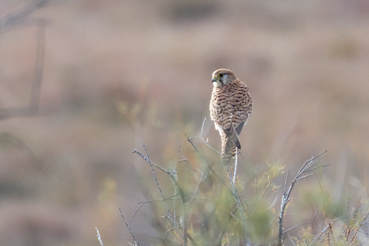 Eurasian Kestrel - ML644865996