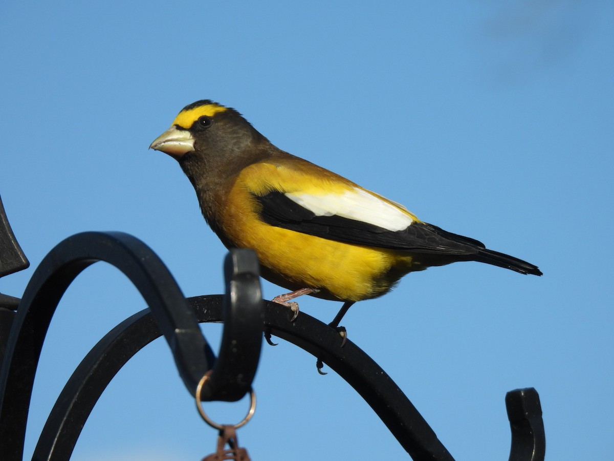 Evening Grosbeak - ML644866050