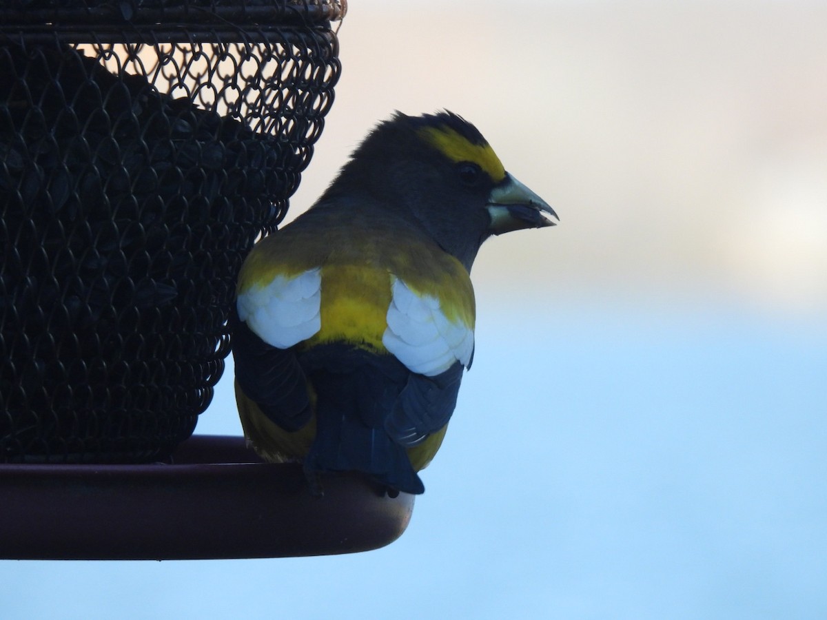 Evening Grosbeak - ML644866051