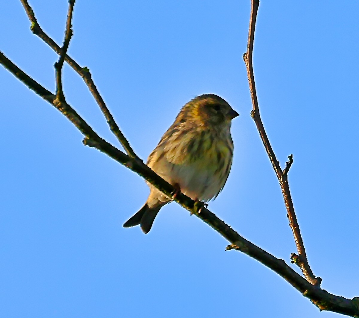 בזבוז אירופי - ML644866054