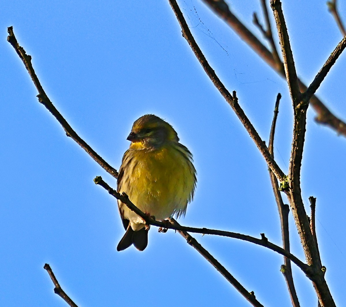 בזבוז אירופי - ML644866055