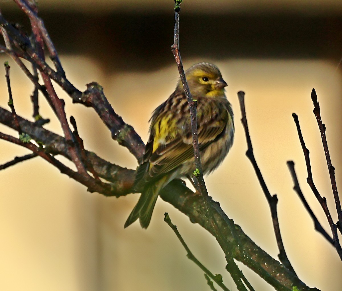 בזבוז אירופי - ML644866056