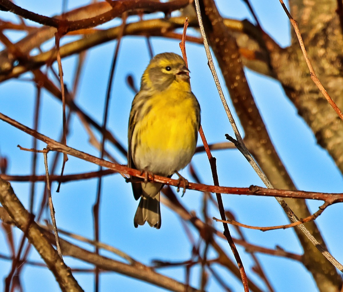 בזבוז אירופי - ML644866058