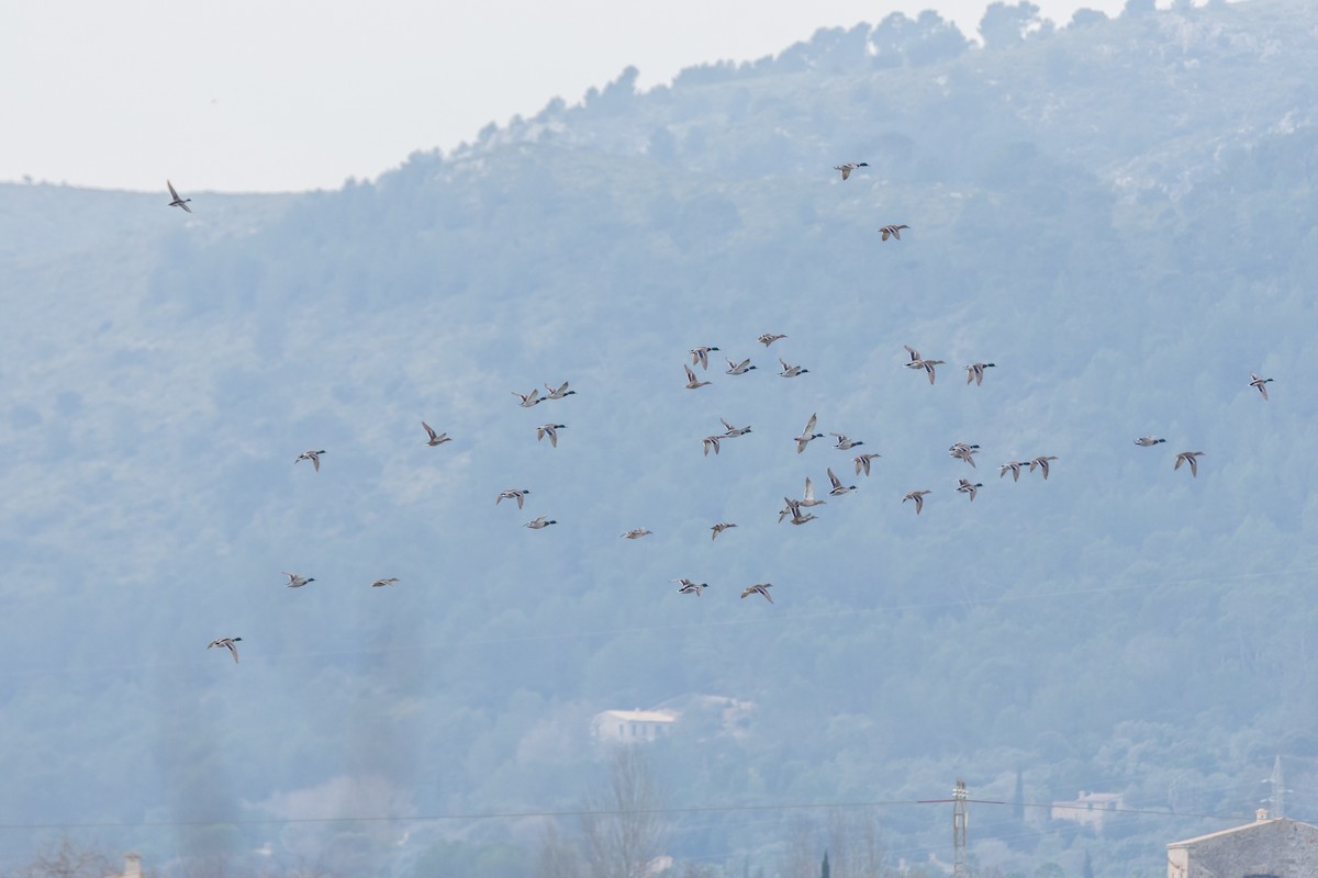 Mallard - ML644866069